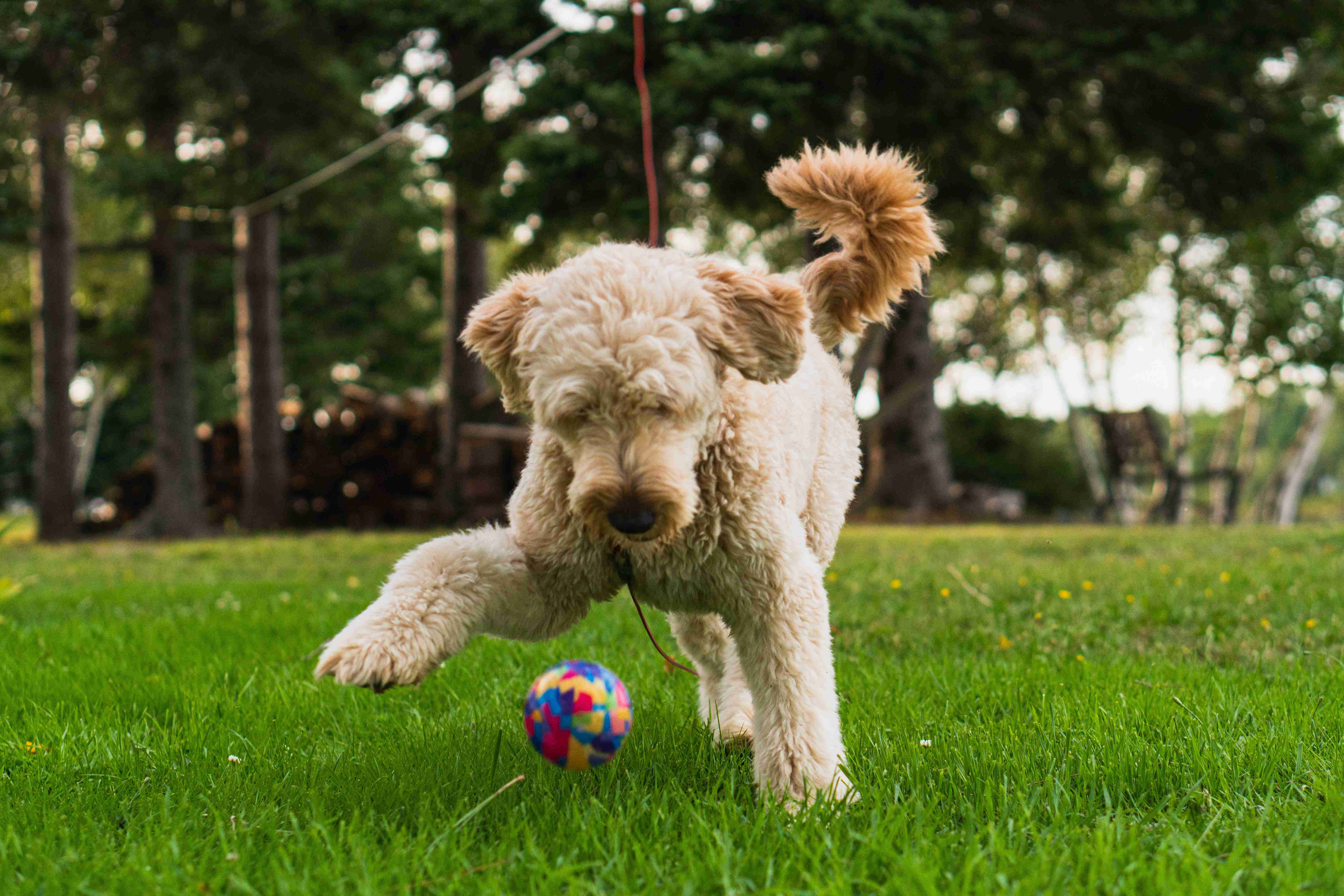 Goldendoodles as Therapy Dogs: How They Can Help People with Agoraphobia